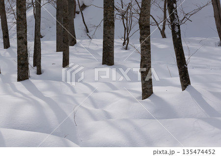 北海道 真冬の原生林 北海道 真冬の原生林 135474452