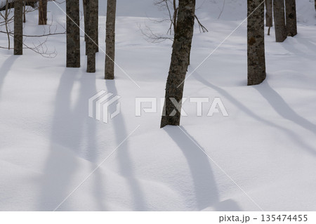 北海道　真冬の原生林 135474455