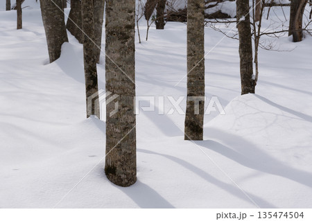 北海道 真冬の原生林 北海道 真冬の原生林 135474504