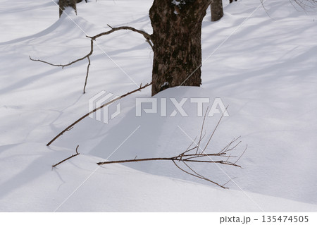 北海道　真冬の原生林 135474505