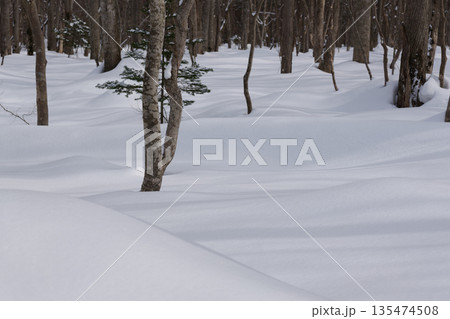 北海道　真冬の原生林 135474508