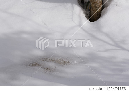 北海道　真冬の原生林 135474578