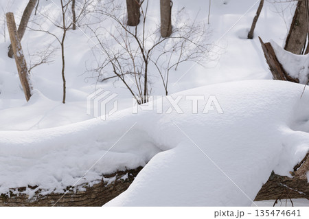 北海道 真冬の原生林 北海道 真冬の原生林 135474641