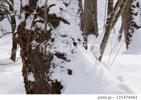北海道 真冬の原生林 北海道 真冬の原生林 135474663