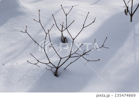 北海道 真冬の原生林 北海道 真冬の原生林 135474669