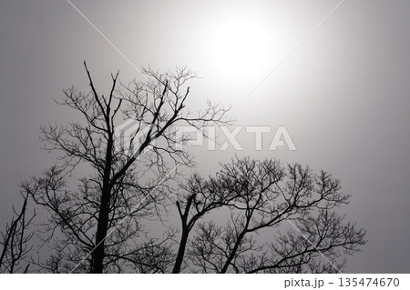 北海道 真冬の原生林 北海道 真冬の原生林 135474670