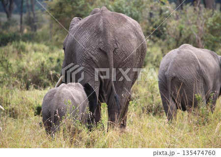 おかあさんゾウのおしり 135474760