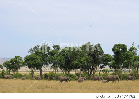ゾウの大家族 135474762