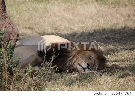 木陰で昼寝するライオン 135474764