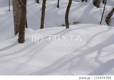 北海道　真冬の原生林 135474769