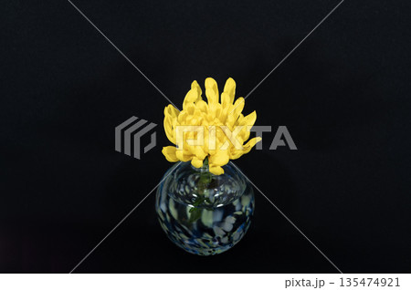 闇に浮かぶ寒色のガラスの一輪挿しの黄色いキクの花(中配置) 闇に浮かぶ寒色のガラスの一輪挿しの黄色いキクの花(中配置) 135474921