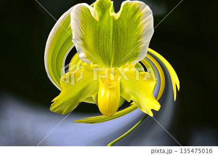 ランの花咲く癒しの窓辺 ランの花咲く癒しの窓辺 135475016
