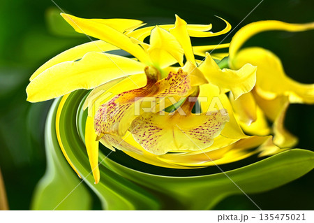 ランの花咲く癒しの窓辺 ランの花咲く癒しの窓辺 135475021