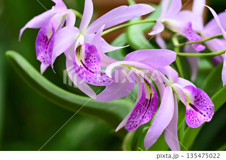 ランの花咲く癒しの窓辺 135475022