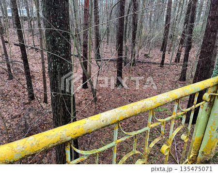 A view of a dense forest with tall trees and fallen leaves. A rusty yellow railing is visible in the foreground, adding a touch of decay to the natural scene. 135475071