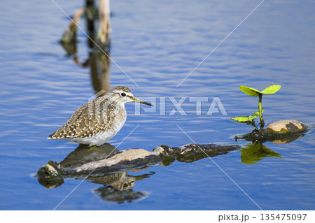 タカブシギ タカブシギ 135475097