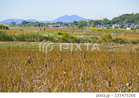 茨城県稲敷市浮島地区からの筑波山と蓮田 茨城県稲敷市浮島地区からの筑波山と蓮田 135475260