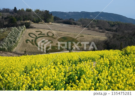 淡路島のお花畑 春の訪れを告げる菜の花 淡路島のお花畑 春の訪れを告げる菜の花 135475281