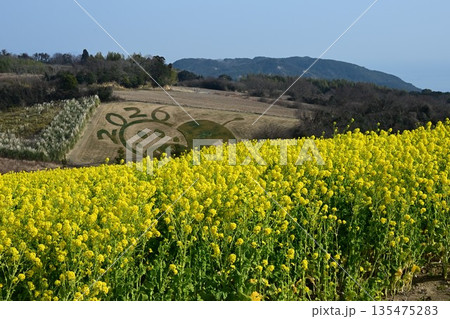 淡路島のお花畑　春の訪れを告げる菜の花 135475283