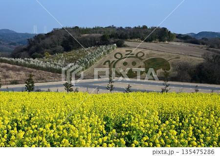 淡路島のお花畑　春の訪れを告げる菜の花 135475286