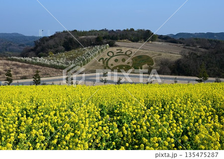 淡路島のお花畑 春の訪れを告げる菜の花 淡路島のお花畑 春の訪れを告げる菜の花 135475287
