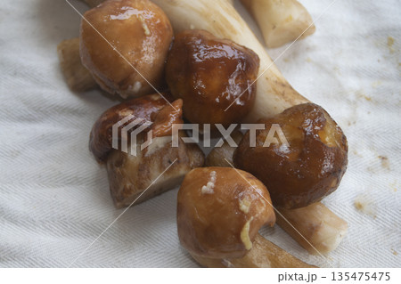 premium frozen porcini mushroom pieces for gourmet home cooking 135475475