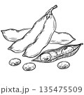 Soy beans, Soybean vector illustration. Soybean engraving isolated on white background. Great for label, poster, print. Black isolated on white background 135475509