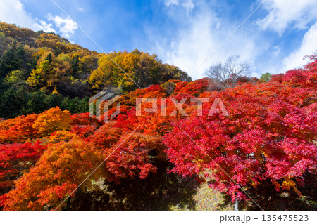 長野県上伊那郡箕輪町東箕輪 紅葉の名所もみじ湖(箕輪ダム)竹の尾広場付近の鮮やかなモミジと青空 長野県上伊那郡箕輪町東箕輪 紅葉の名所もみじ湖(箕輪ダム)竹の尾広場付近の鮮やかなモミジと青空 135475523