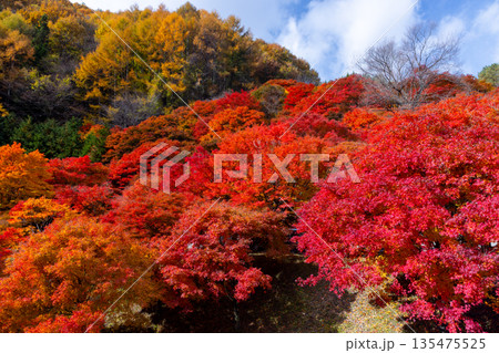 長野県上伊那郡箕輪町東箕輪　紅葉の名所もみじ湖（箕輪ダム）竹の尾広場付近の鮮やかなモミジと青空 135475525