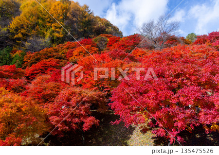 長野県上伊那郡箕輪町東箕輪　紅葉の名所もみじ湖（箕輪ダム）竹の尾広場付近の鮮やかなモミジと青空 135475526