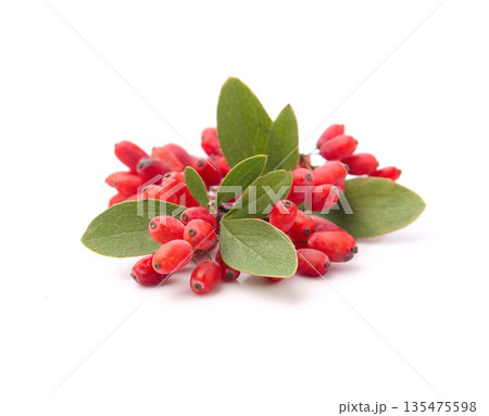 Barberry branch with leaves 135475598