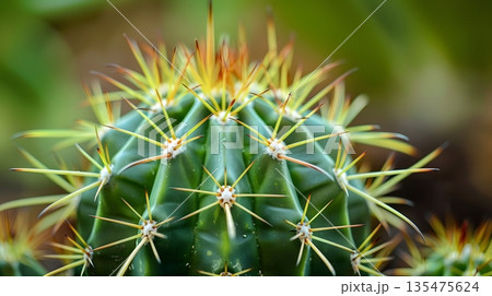 サボテンのトゲを捉えたマクロ植物テクスチャ 135475624