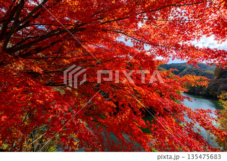 長野県上伊那郡箕輪町東箕輪 紅葉の名所もみじ湖(箕輪ダム)の湖畔の県道沿いの逆光のモミジ並木 長野県上伊那郡箕輪町東箕輪 紅葉の名所もみじ湖(箕輪ダム)の湖畔の県道沿いの逆光のモミジ並木 135475683
