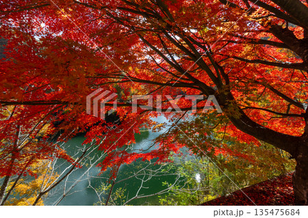 長野県上伊那郡箕輪町東箕輪 紅葉の名所もみじ湖(箕輪ダム)の湖畔の県道沿いの逆光のモミジ並木 長野県上伊那郡箕輪町東箕輪 紅葉の名所もみじ湖(箕輪ダム)の湖畔の県道沿いの逆光のモミジ並木 135475684