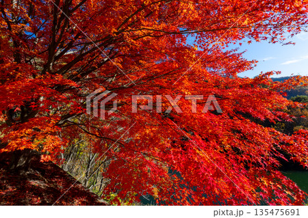 長野県上伊那郡箕輪町東箕輪 紅葉の名所もみじ湖(箕輪ダム)の湖畔の県道沿いの逆光のモミジ並木 長野県上伊那郡箕輪町東箕輪 紅葉の名所もみじ湖(箕輪ダム)の湖畔の県道沿いの逆光のモミジ並木 135475691