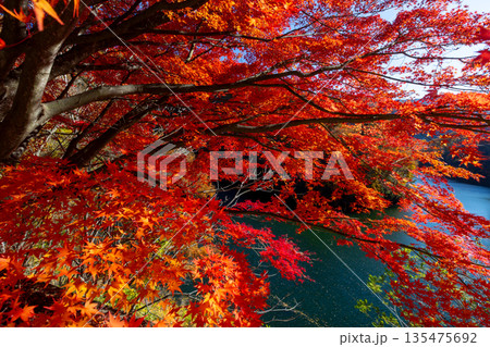 長野県上伊那郡箕輪町東箕輪　紅葉の名所もみじ湖（箕輪ダム）の湖畔の県道沿いの逆光のモミジ並木 135475692