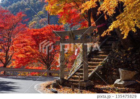 長野県上伊那郡箕輪町東箕輪 紅葉の名所もみじ湖(箕輪ダム)の湖畔の新田神社の鳥居と沿道のモミジ並木 長野県上伊那郡箕輪町東箕輪 紅葉の名所もみじ湖(箕輪ダム)の湖畔の新田神社の鳥居と沿道のモミジ並木 135475829