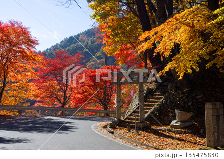 長野県上伊那郡箕輪町東箕輪 紅葉の名所もみじ湖(箕輪ダム)の湖畔の新田神社の鳥居と沿道のモミジ並木 長野県上伊那郡箕輪町東箕輪 紅葉の名所もみじ湖(箕輪ダム)の湖畔の新田神社の鳥居と沿道のモミジ並木 135475830