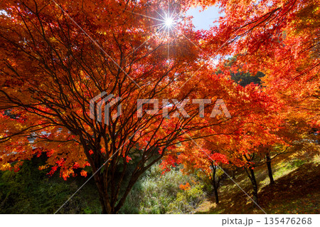 長野県上伊那郡箕輪町東箕輪 紅葉の名所もみじ湖(箕輪ダム)竹の尾広場付近の木漏れ日の逆光モミジ 長野県上伊那郡箕輪町東箕輪 紅葉の名所もみじ湖(箕輪ダム)竹の尾広場付近の木漏れ日の逆光モミジ 135476268