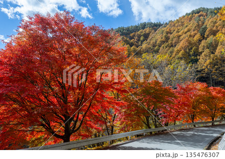 長野県上伊那郡箕輪町東箕輪 紅葉の名所もみじ湖(箕輪ダム)の湖畔の県道沿いのモミジ並木 長野県上伊那郡箕輪町東箕輪 紅葉の名所もみじ湖(箕輪ダム)の湖畔の県道沿いのモミジ並木 135476307