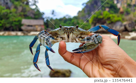 Fresh Blue Crab Held by Hand Near River 135476441
