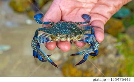 Fresh Blue Crab Held by Hand Near River 135476442