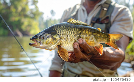 Fisherman Holding Freshwater Fish Outdoors 135476450