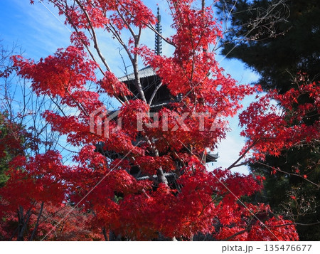 紅葉の仁和寺 135476677