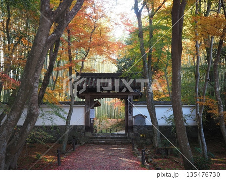 京都洛西　紅葉の地蔵院 135476730