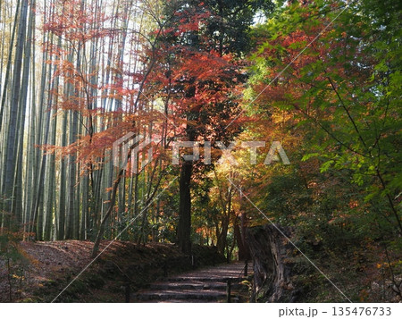 京都洛西　紅葉の地蔵院 135476733