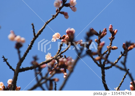 2026-1-16　寒桜満開 135476745