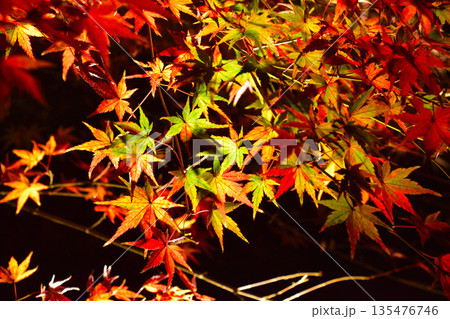 秋 ライトアップ 紅葉 秋 ライトアップ 紅葉 135476746