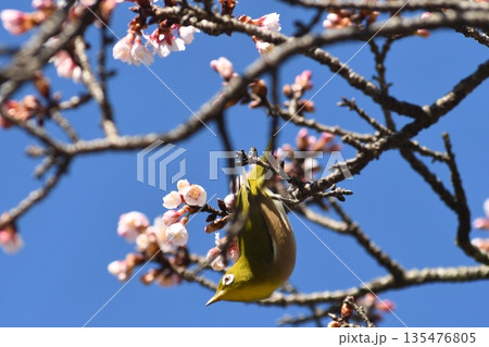 寒桜の花蜜を吸うメジロ 寒桜の花蜜を吸うメジロ 135476805