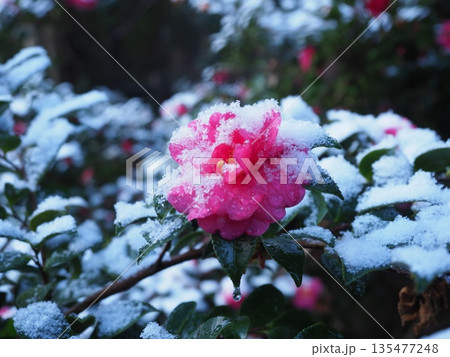 京都嵯峨野　雪の長神の杜 135477248